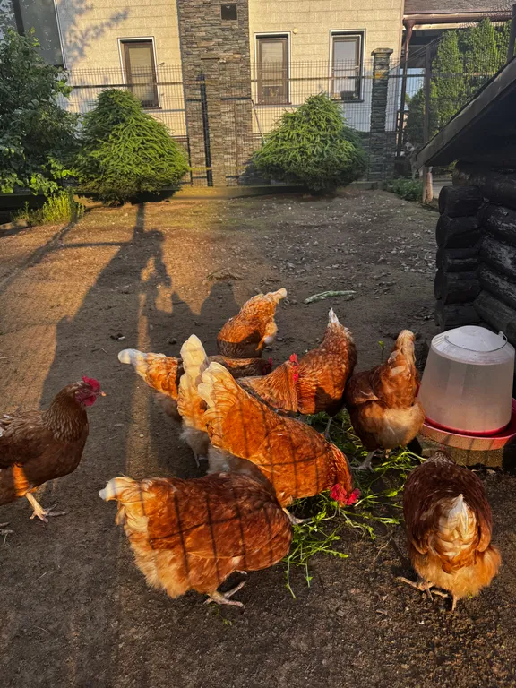 Коттедж Гостевой домик у крепости Орешек — им. Морозова