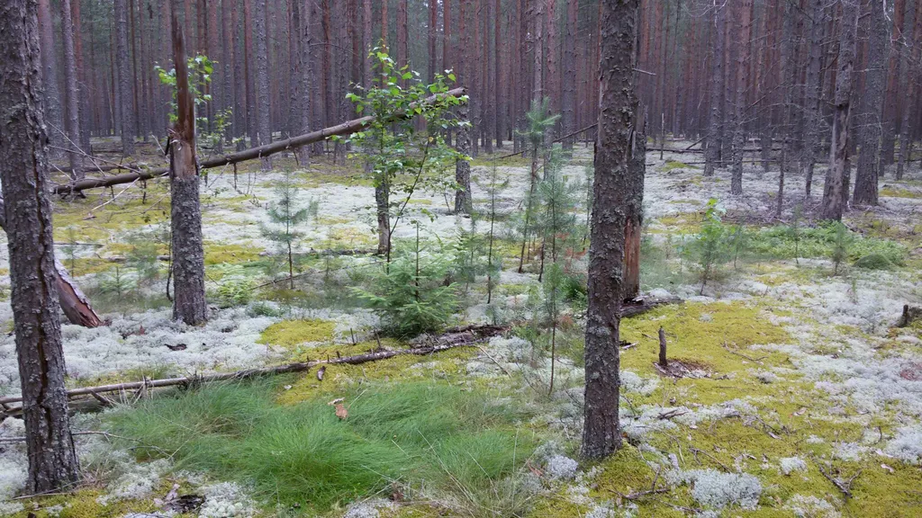 Дом на реке Молога