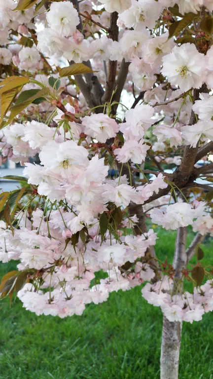 Квартира Квартира Апартамент в 10 минутах от парка Галицкого — Краснодар