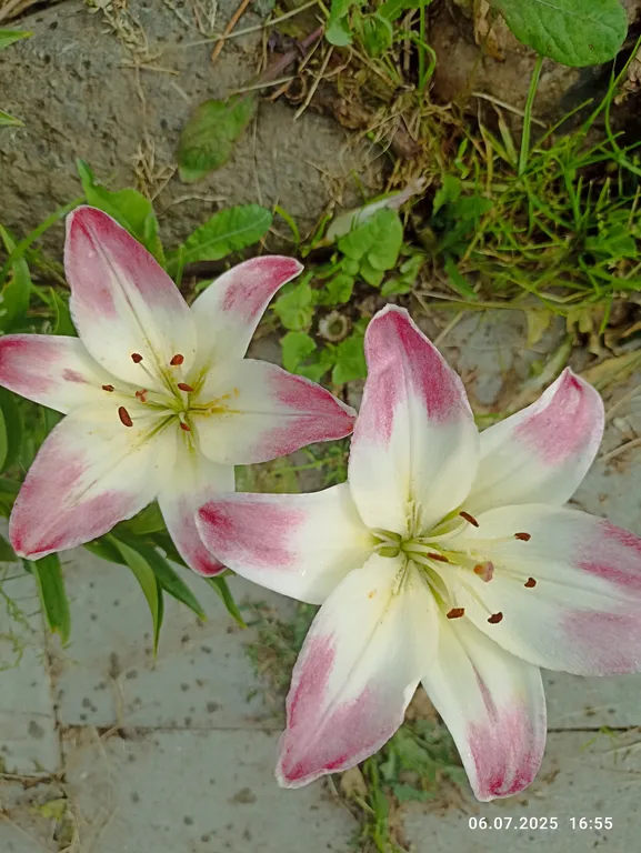 Просторный и уютный дом