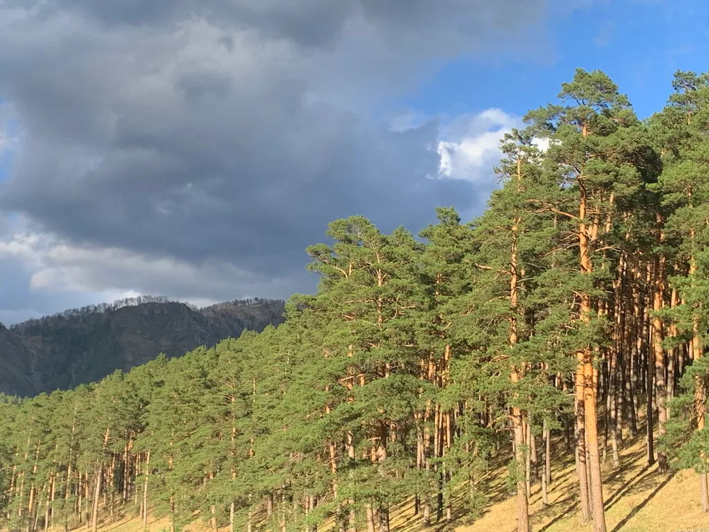 Благоустроенный домик с видом на сосновый бор