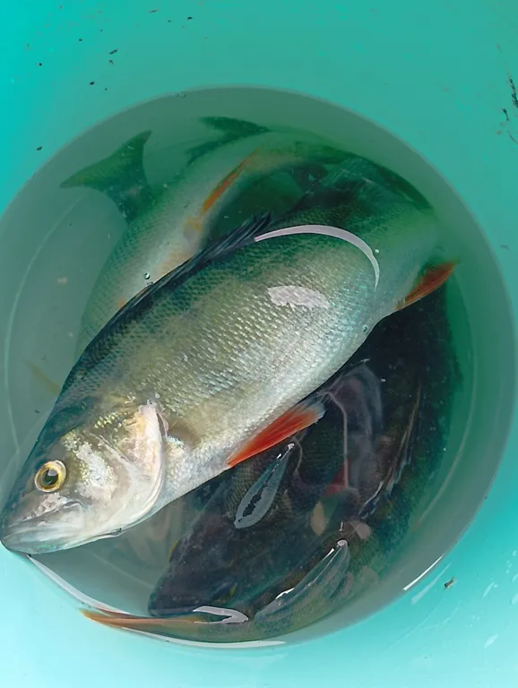 Гостевой дом Лось