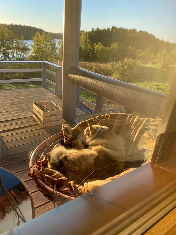 Фиалковый дом на Ладоге