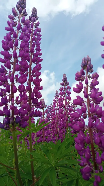 Дом-Ретро рядом с Вотчиной Деда Мороза