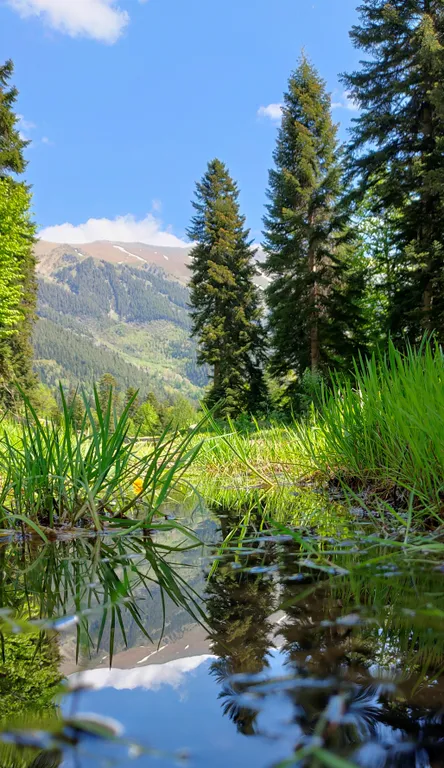 Коттедж Коттедж Шале в лесу — Архыз