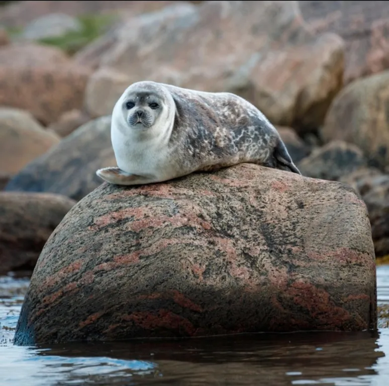 Карелия Сортавала 2 комнатная квартира, wi-fi, парковка, рядом кафе, озеро