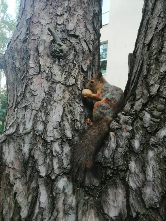 Уютная квартира в лесу рядом с рекой