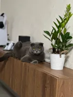 Уютные-квартиры