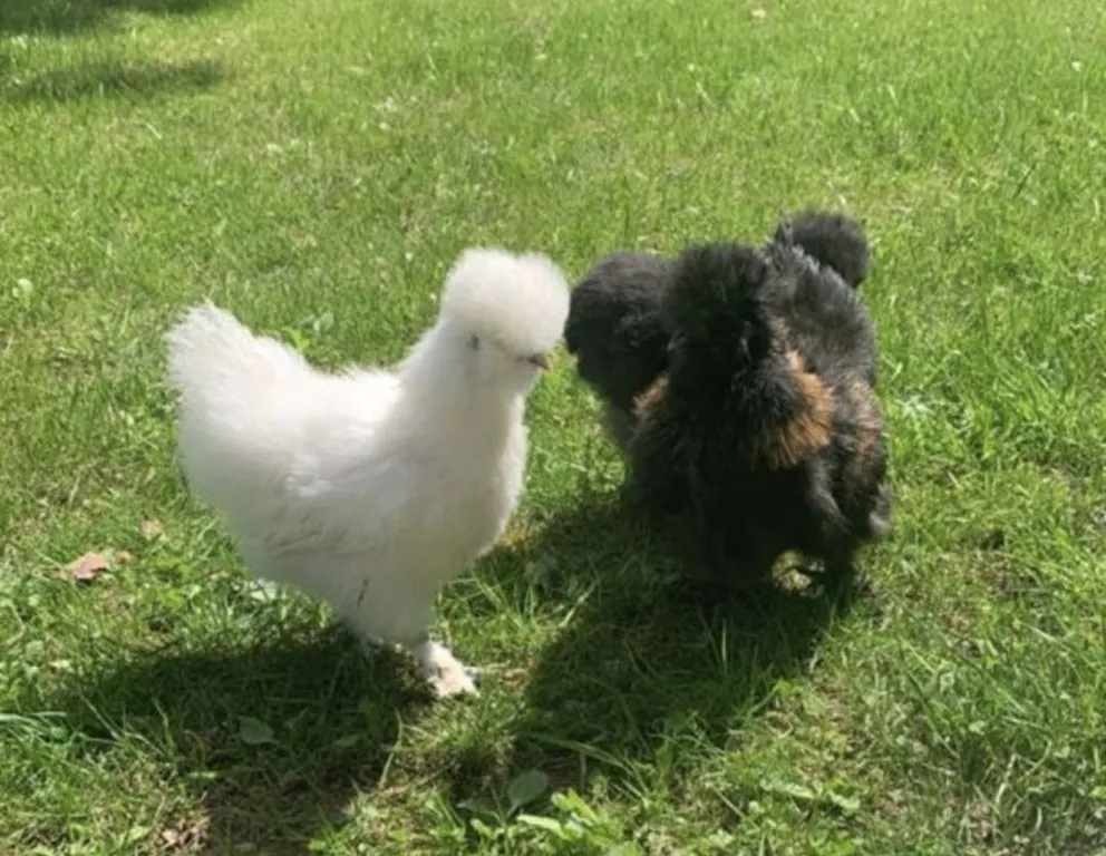 Уютная дача