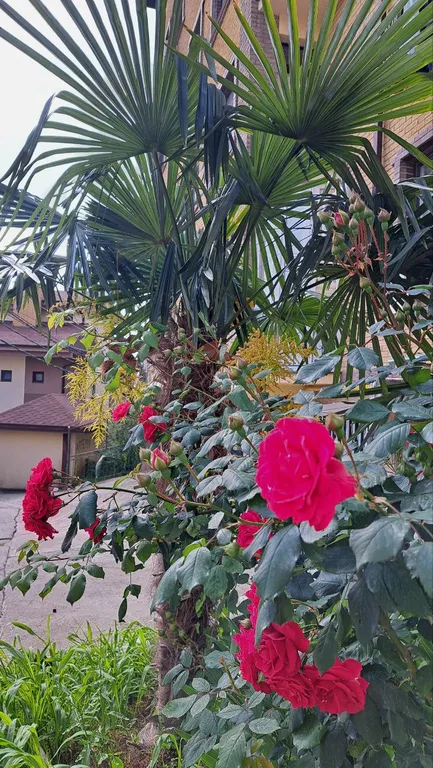 Новая студия в центре Сочи