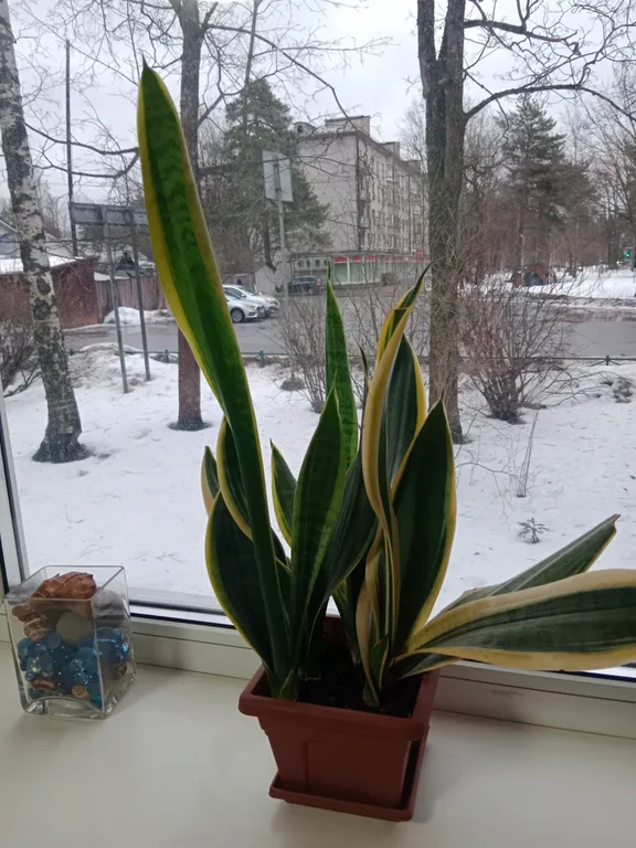 Квартира Квартира от собственника в Курортном районе, Песочный — Песочный