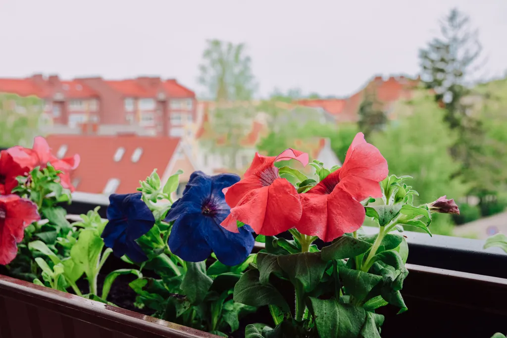 Квартира 3 комнатный Апартамент Морской — аренда посуточно в Зеленоградск