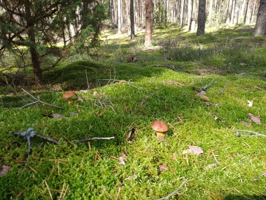 Дом с балконом у озера Нарочь