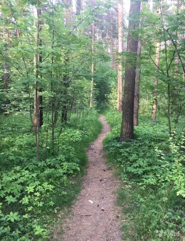 Квартира у леса