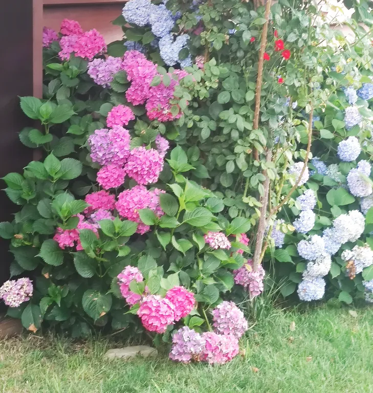 Видовые апартаменты в горах