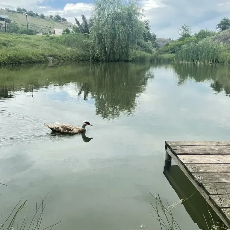 Отдых у озера