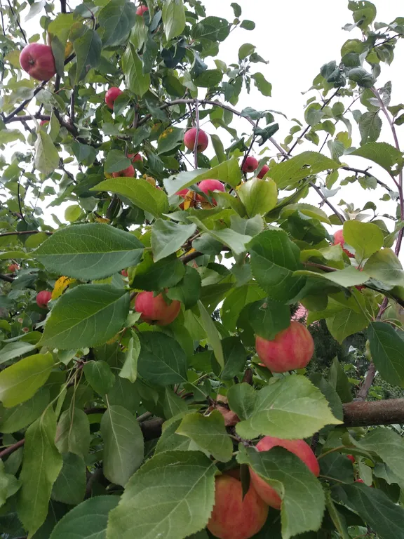 Дом для семейного отдыха с баней на дровах
