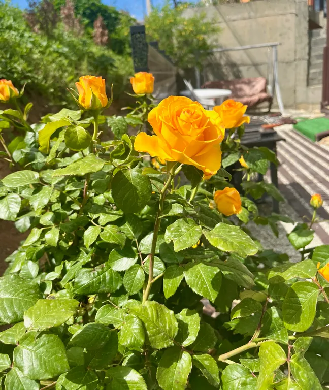 Коттедж Villa Palermo