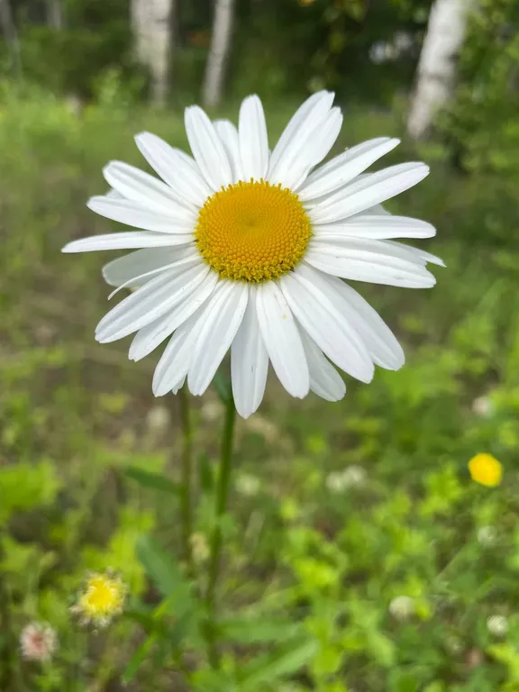 Коттедж на горнолыжном курорте