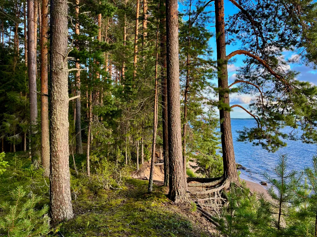 Коттедж Коттедж Гармония леса на берегу озера Волго на Селигере — Турбаза Чайка
