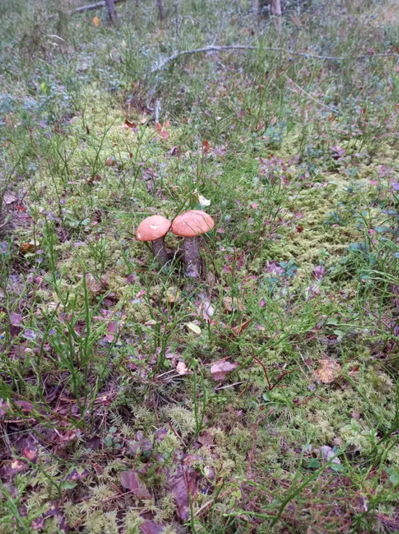 Дом у озера Волоцкое