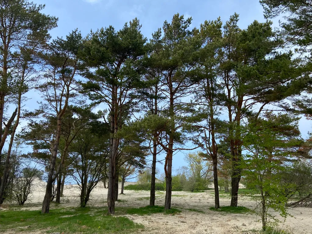 Апартаменты на побережье Балтийского моря