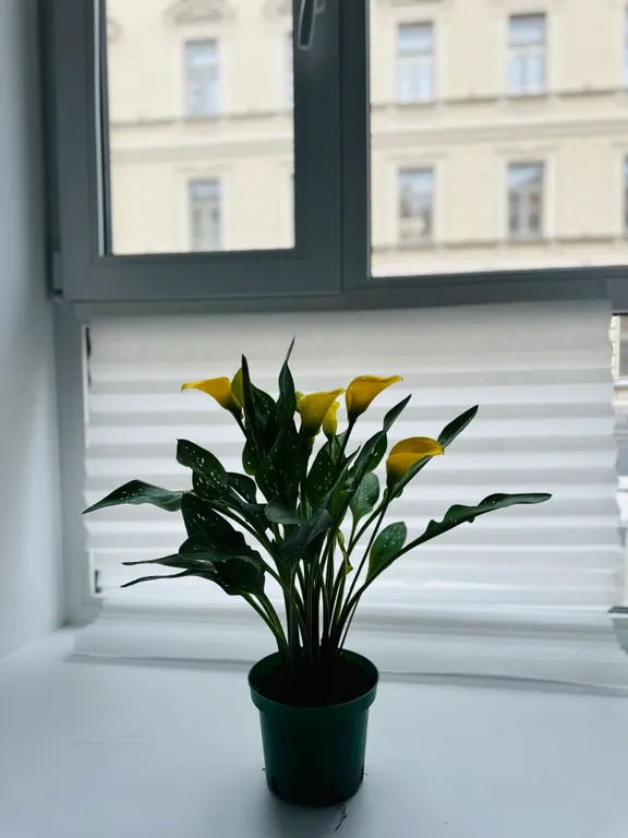 Квартира Квартира у Львиного мостика с парковкой — Санкт-Петербург