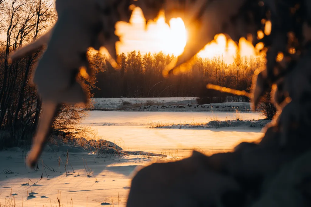 Дом с видом на лес