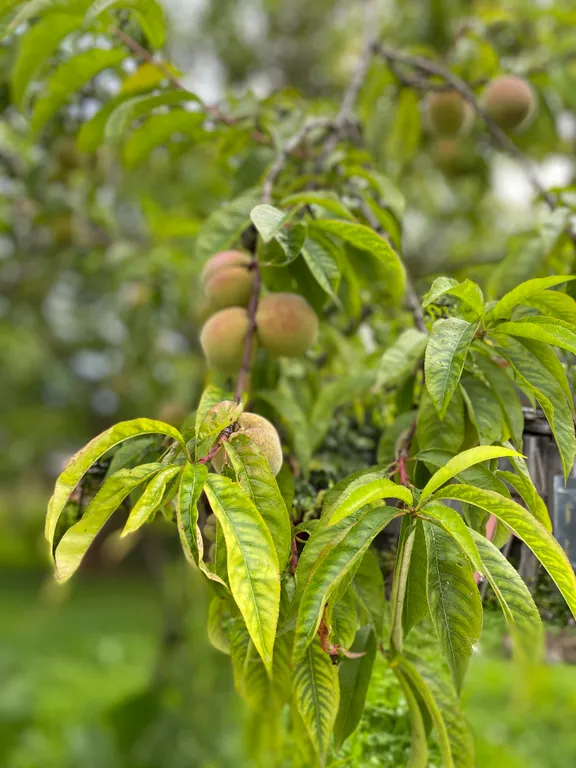 Коттедж Немецкий домик в районе Розенау — Калининград