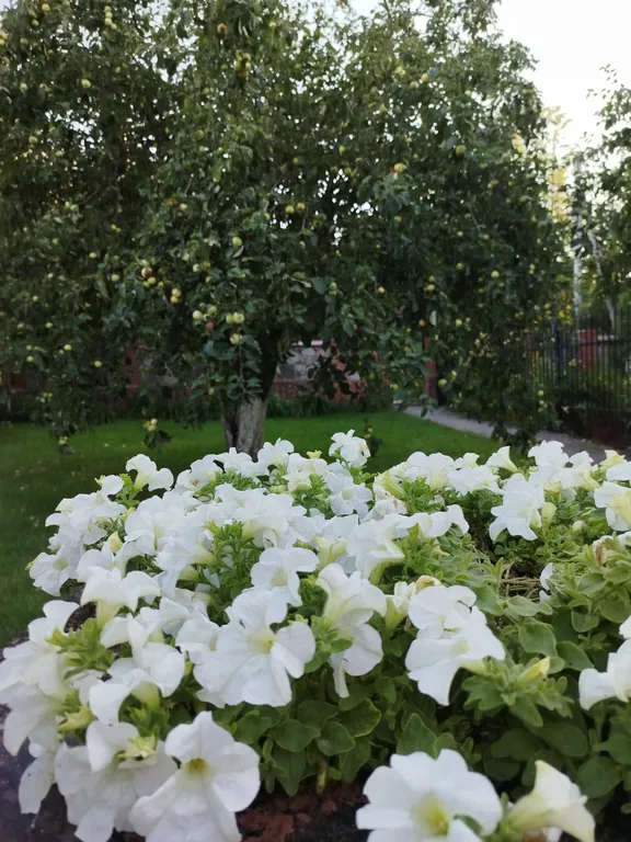 Уютный коттедж в центре