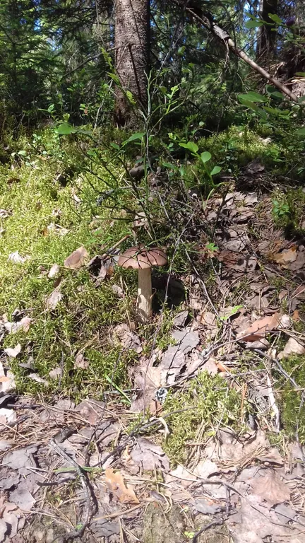 Гостевой дом Сосны в Смоленском Поозерье