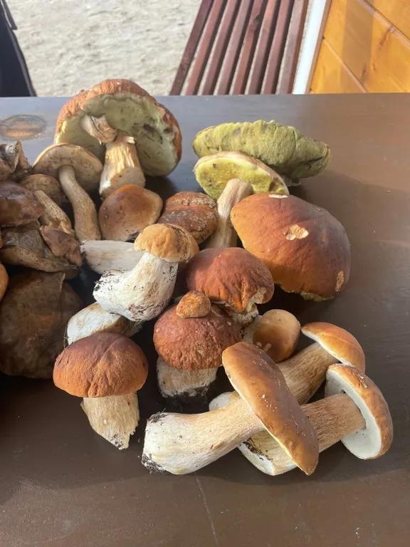 Коттедж Гостевой дом с сауной и купелью, вблизи реки и Ладоги — Видлица