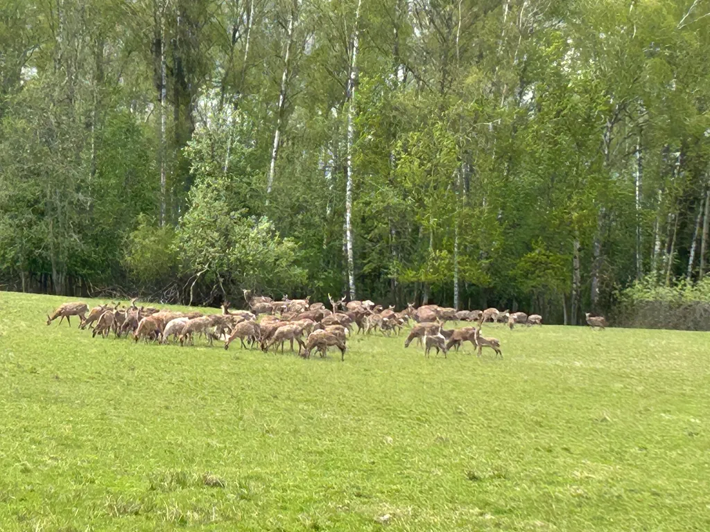 Дом с баней и камином в заповеднике