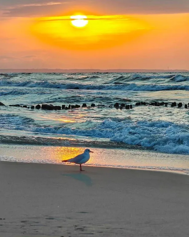 Коттедж 1-комнатный Дом — Зеленоградск