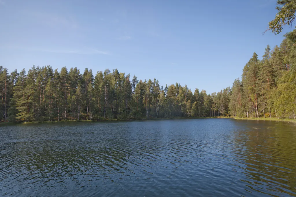 Руна Леса Карелия