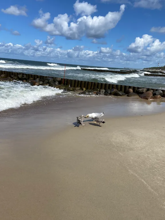 1-комнатная квартира с хорошим ремонтом в 15 мин от Балтийского моря