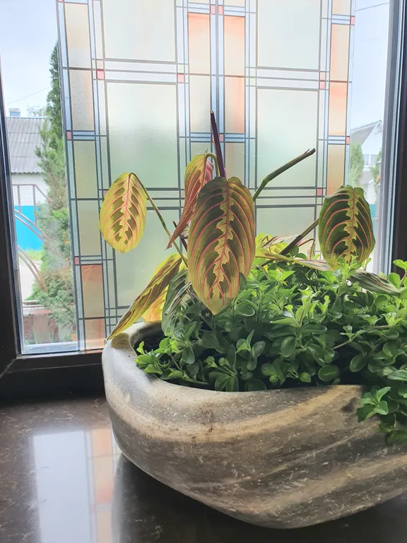 Четырехместный улучшенный Делюкс "Семейный"