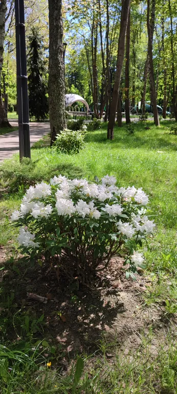 Квартира Квартира В гости к Эмме — Светлогорск