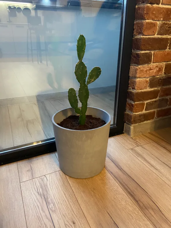 Студия с видом за рассвет