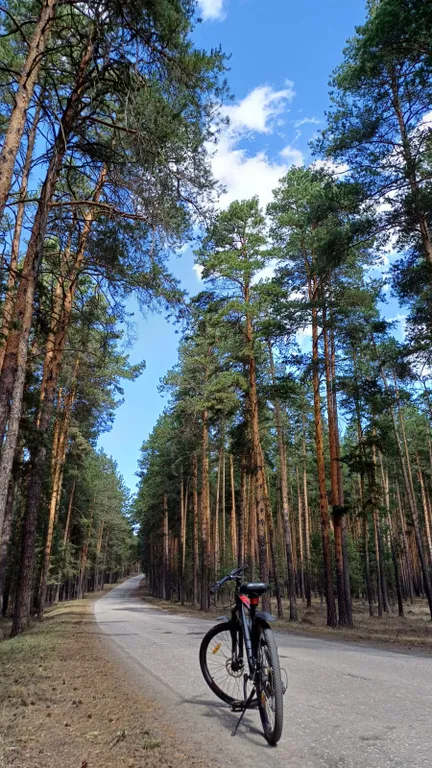 Уютный дом-шалаш в сосновом лесу