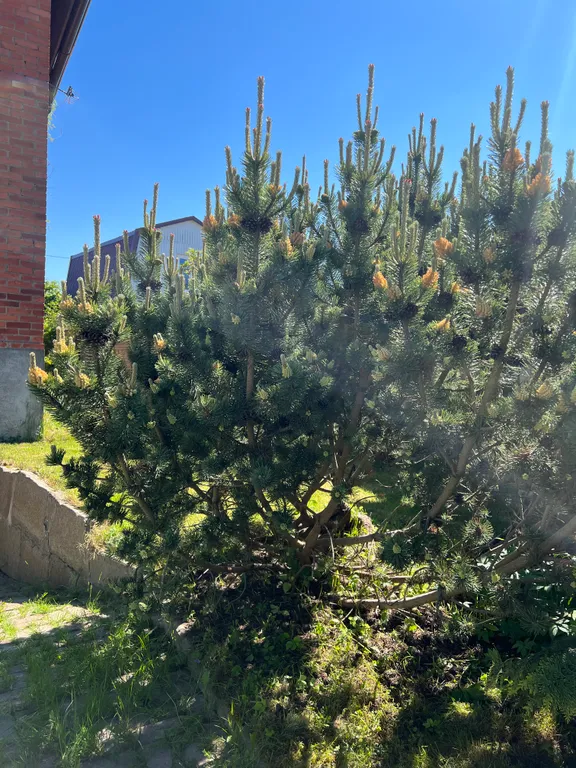 Коттедж Дом для отдыха семьей — Сокольники