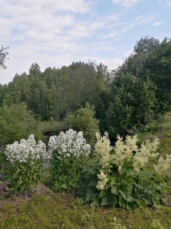 Деревянный дом, на берегу меличуярви, на краю леса в карельском селе