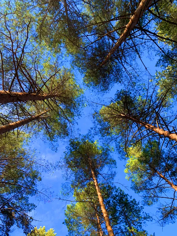Дом с русской баней и горячей купелью