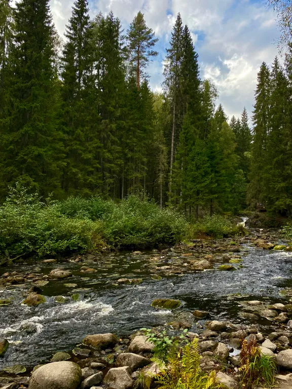 Уютная лесная дача в экологически чистом месте северного приладожья