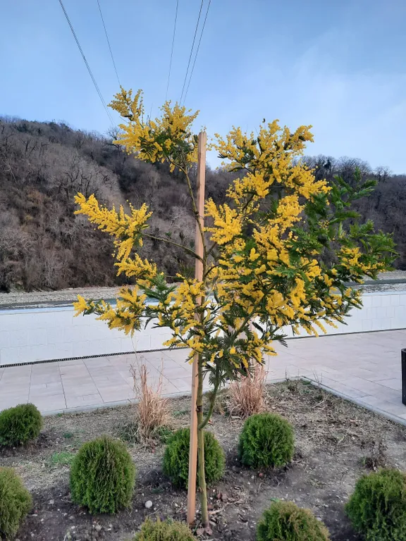 Квартира Комната — Лазаревское