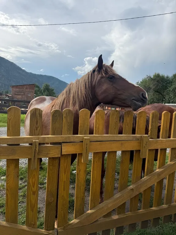 Дома возле Катуни среди гор