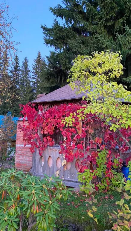 Домик у леса