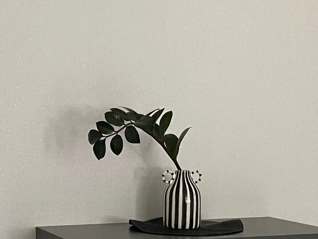 Квартира с замиокулькасами