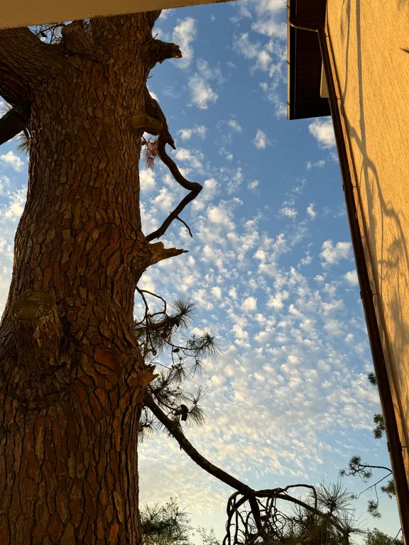 Квартира Квартира Студия с видом на сосну в бамбуковой роще — Сириус