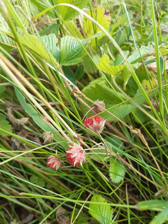 Дом в деревне